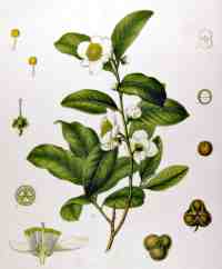 Kohler's Medicinal Plants, tea
