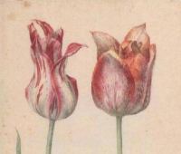 Flegel, tulips